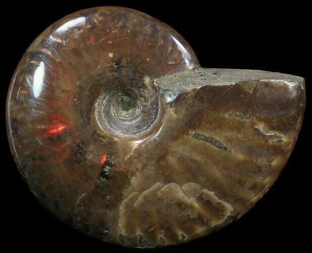 Flashy Red Iridescent Ammonite - Wide #52319